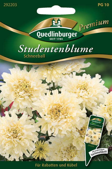 Quedlinburger Saatgut Studentenblume „Schneeball“