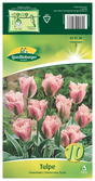 Quedlinburger Saatgut Tulpe „Chinatown“ Viridiflora Tulpe