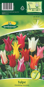 Quedlinburger Saatgut Tulpen „Lilienblütige Mischung“
