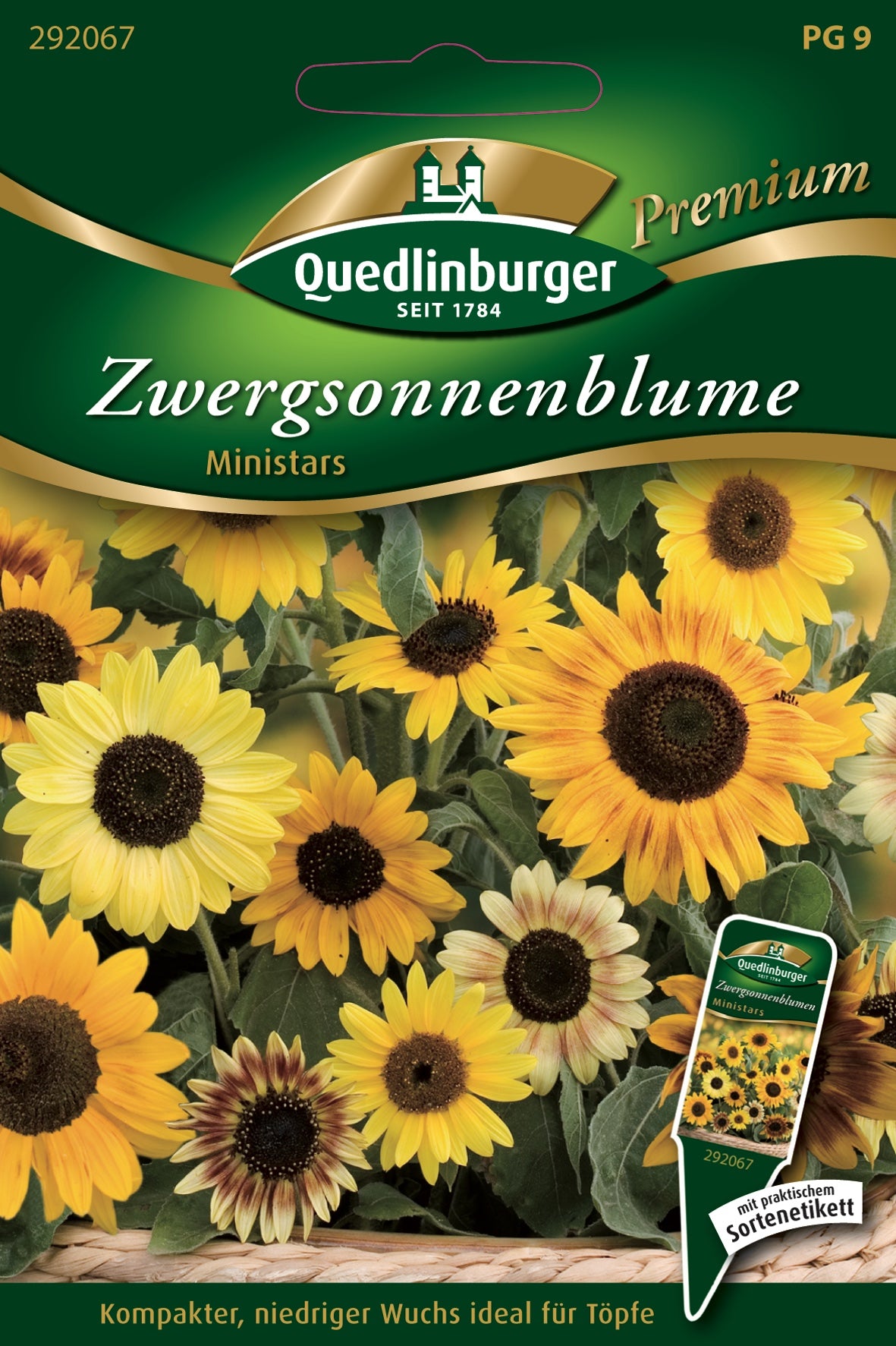 Quedlinburger Saatgut Zwergsonnenblumen „Ministars“