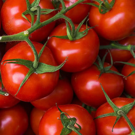 Satower Mosterei 12 x 0,7l Satower Tomatensaft (purer Direktsaft) – Vorratspack