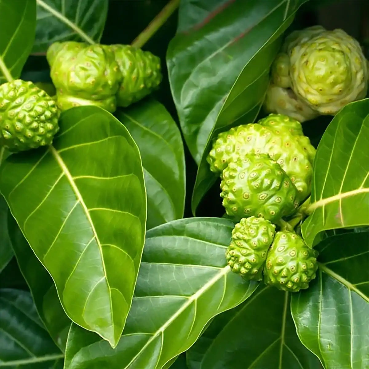 Satower Mosterei 6 x 0,7l Noni Saft / Maulbeerensaft (purer Direktsaft) – Vorratspack