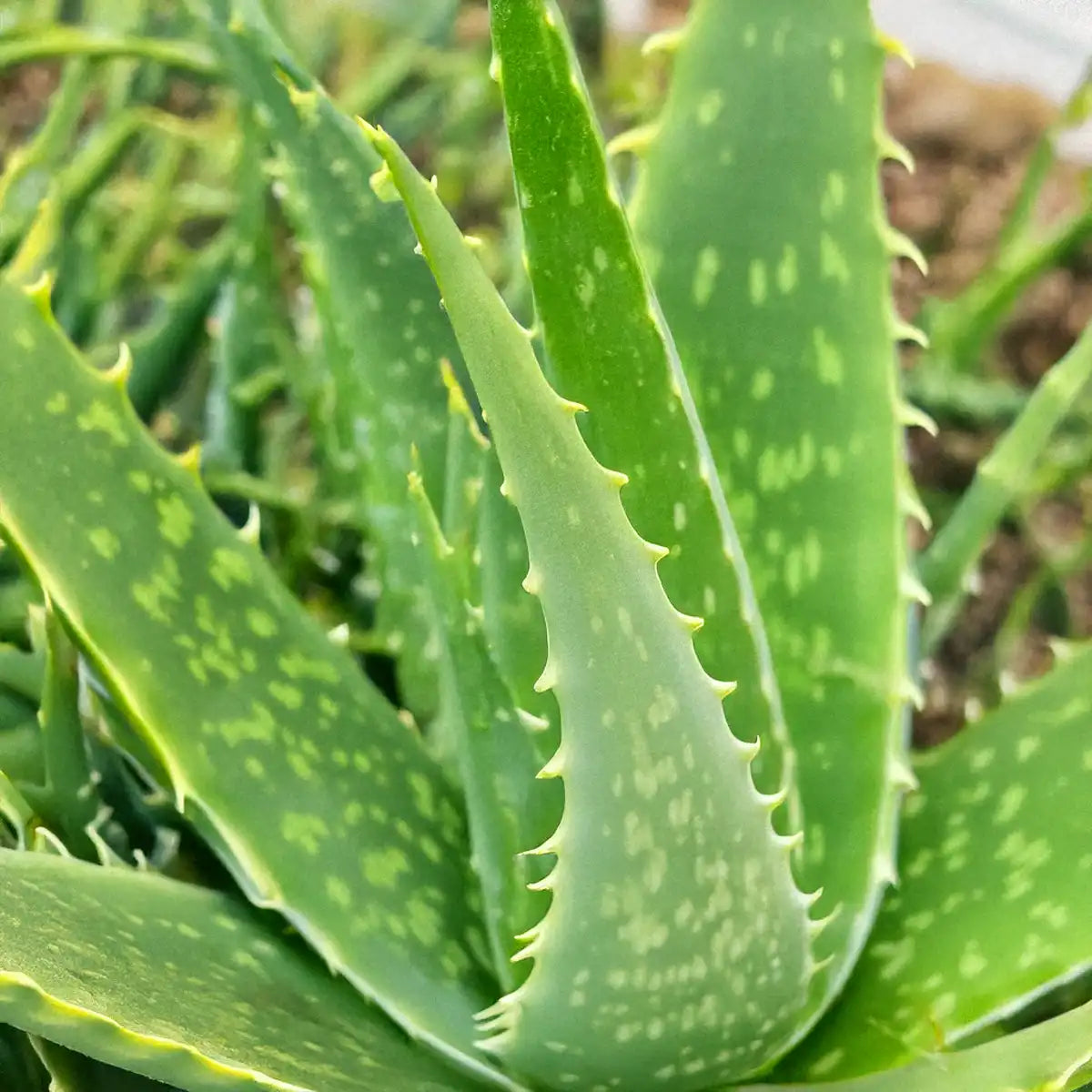 Satower Mosterei Satower Aloe Vera Saft – 100% Direktsaft 0,7l