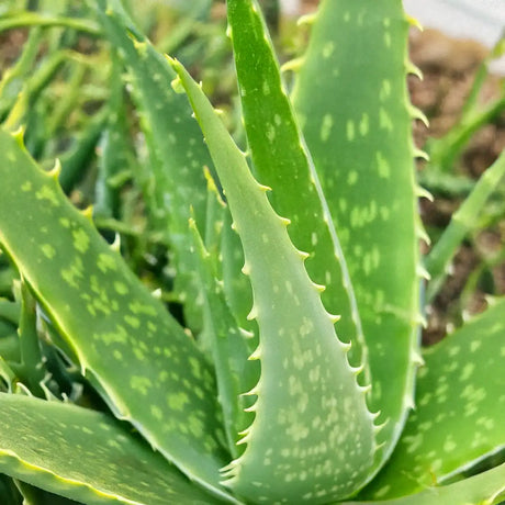 Satower Mosterei Satower Aloe Vera Saft – 100% Direktsaft 0,7l