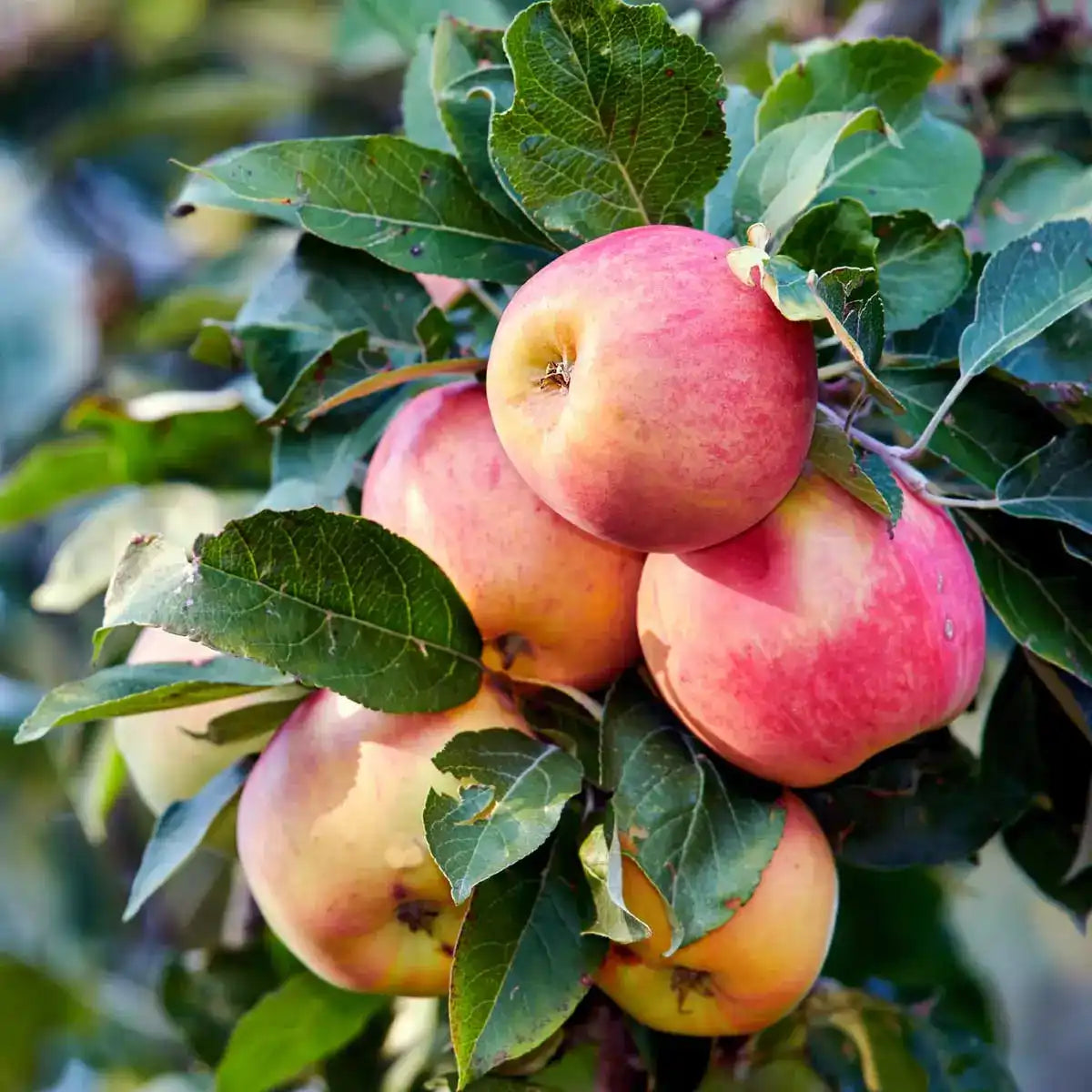Satower Mosterei Apfelsaft klar – 100% Direktsaft 0,7l