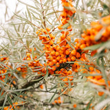 Reife Sanddornbeeren am Strauch – natürlicher Sanddorn aus Mecklenburg